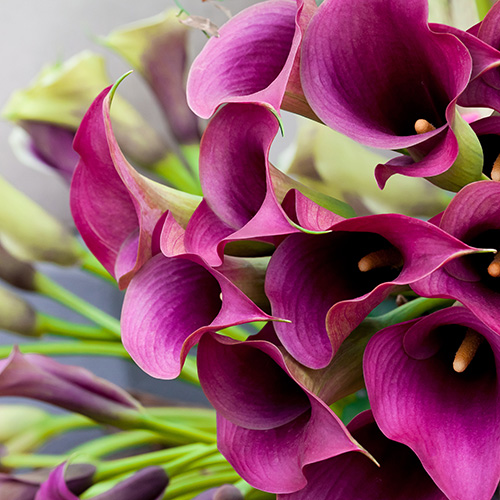 Calla
