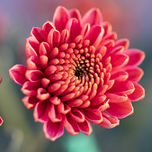 Chrysantheme